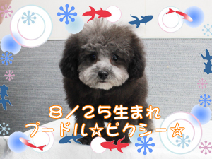 この夏で１歳になりました☆～８月～